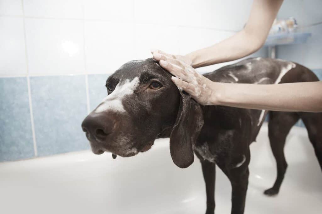 dog in a bath with shampoo applied to its head