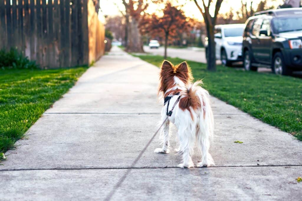 dog walking on concrete pavement