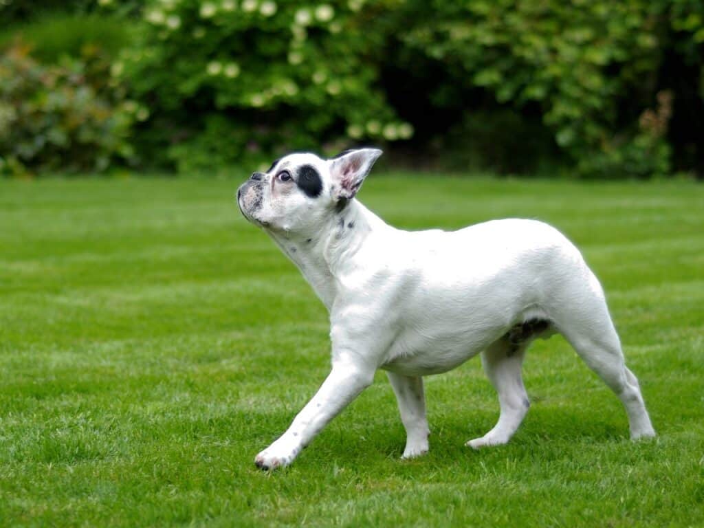 dog walking on soft grass surface