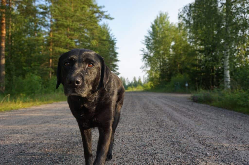 black labrador walking on gravel